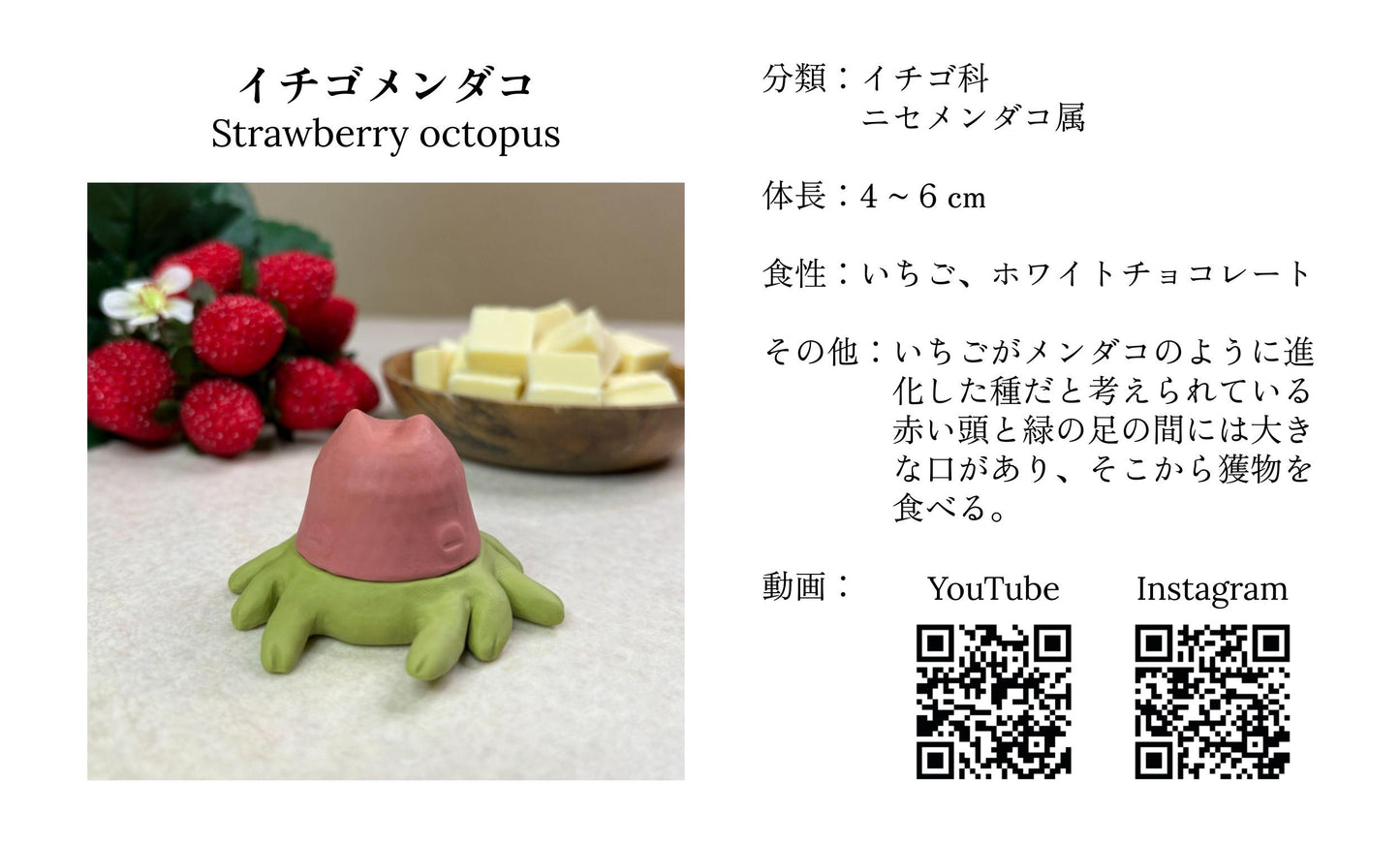 イチゴメンダコ